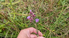 Liatris gracilis