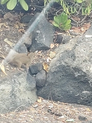 Urva auropunctata
