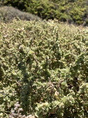 Atriplex leucophylla