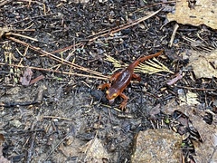 Ensatina eschscholtzii
