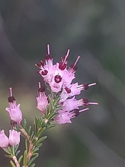 Erica opulenta