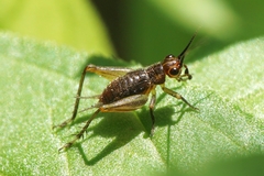 Trigonidium cicindeloides