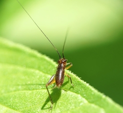 Trigonidium cicindeloides