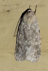 Leucocnemis perfundis