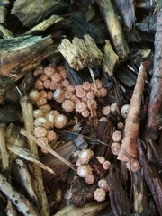 Cyathus stercoreus