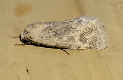 Leucocnemis perfundis