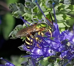 Agapostemon splendens