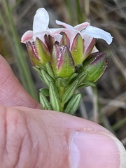 Adenandra