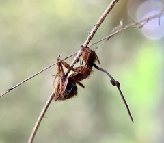 Ophiocordyceps camponoti-floridani
