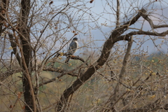 Accipiter minullus