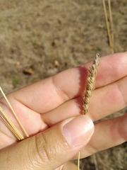 Cynosurus cristatus