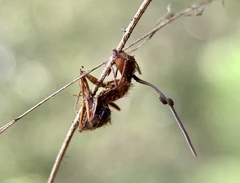 Ophiocordyceps camponoti-floridani