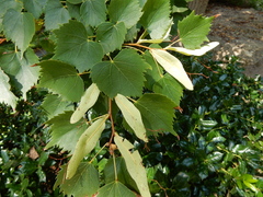 Tilia mongolica