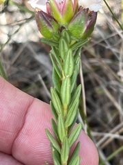 Adenandra