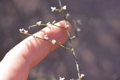Eriogonum deflexum