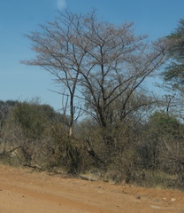 Combretum