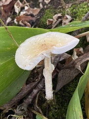Amanita multisquamosa