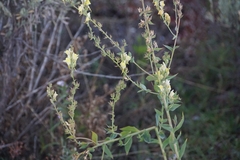 Linaria dalmatica