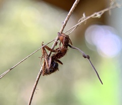 Ophiocordyceps camponoti-floridani