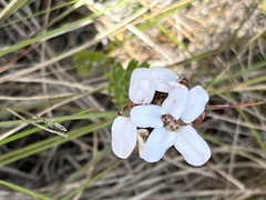 Adenandra