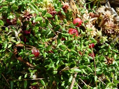 Vaccinium oxycoccos