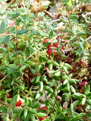 Vaccinium oxycoccos