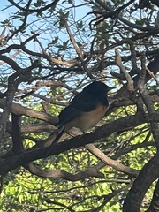Copsychus malabaricus