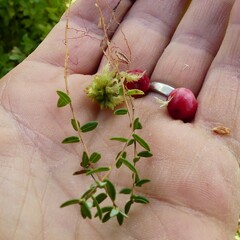 Vaccinium oxycoccos