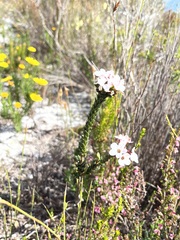 Adenandra