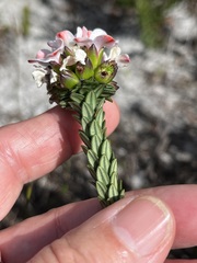 Adenandra