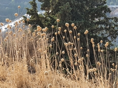 Allium