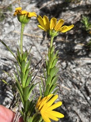 Osteospermum polygaloides