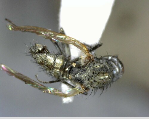 iNaturalist observation photo of Calyptrate Flies