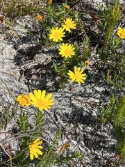Osteospermum polygaloides