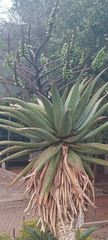 Aloe marlothii