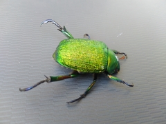 Chrysophora chrysochlora