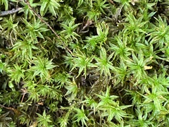 Atrichum undulatum