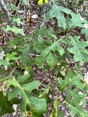 Quercus sinuata