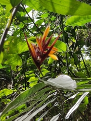 Heliconia venusta
