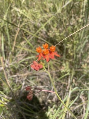 Asclepias lanceolata