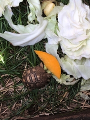 Stigmochelys pardalis