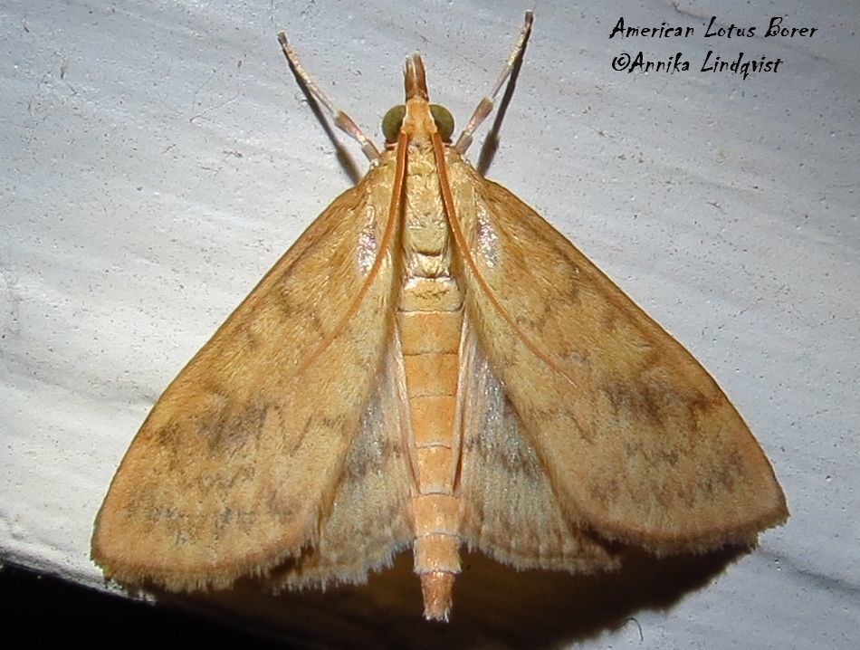 American Lotus Borer