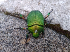 Chrysophora chrysochlora