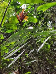 Heliconia venusta