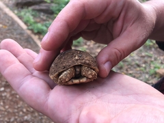 Stigmochelys pardalis