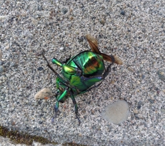 Chrysophora chrysochlora