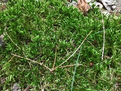 Climacium dendroides