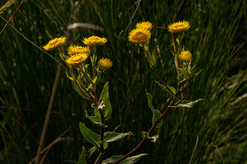 Helichrysum setosum image