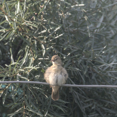 Acrocephalus dumetorum