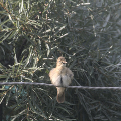 Acrocephalus dumetorum